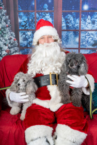 Photo de galerie - Tiny et flicka avec le pere noel a hood river, oregon