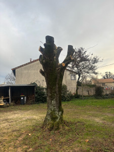 Photo de galerie - Coupe de peupliers 