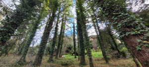 Photo de galerie - Jardin avant l'élagage et la coupe sur un terrain très pentu. Arbres de plus de 20 mètres.