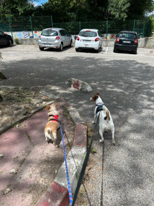Photo de galerie - Garde de 3 chiens 