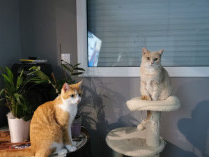 Photo de galerie - Garde chat