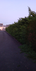 Photo de galerie - Taille de haies et d'arbustes