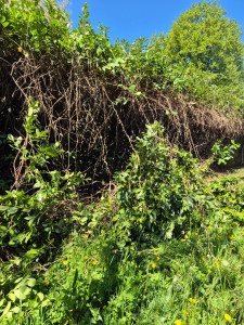 Photo de galerie - Taille de haies et d'arbustes