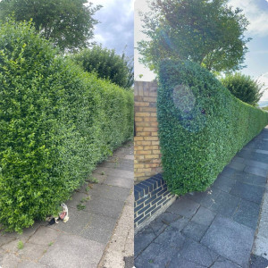 Photo de galerie - Haies