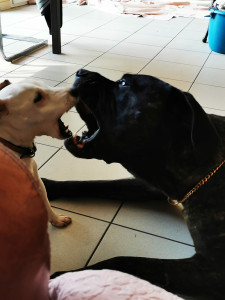 Photo de galerie - Cane corso. jack Russell de sacrés pottes