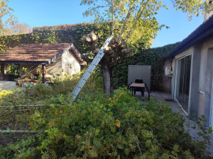 Photo de galerie - Elagage et coupe d'arbres