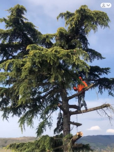 Photo de galerie - Elagage et coupe d'arbres