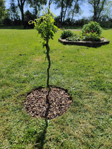 Photo de galerie - Paysagiste - Aménagement du jardin