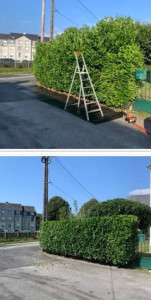 Photo de galerie - Taille de haie 