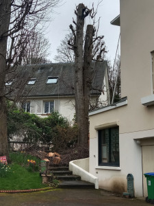 Photo de galerie - Élagage taille et démontage délicat 