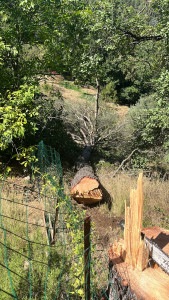 Photo de galerie - élagage d’arbres 