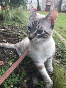 Photo de galerie - Passionner de chats 