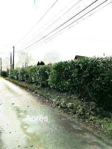 Photo de galerie - Taille de haie 