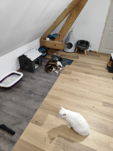 Photo de galerie - Garde a mon domicile des chats 