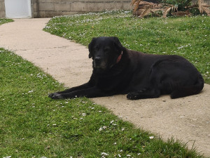 Photo de galerie - Garde chien depuis 2015