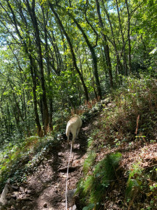 Photo de galerie - Balade en forêt 