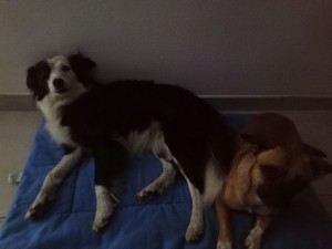 Photo de galerie - Garde animaux