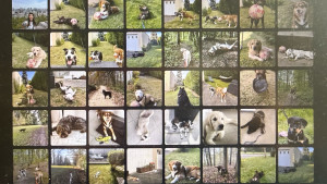 Photo de galerie - Garde animaux