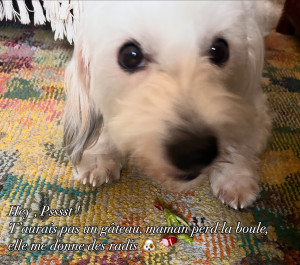 Photo de galerie - Ma petite chienne Beyttie