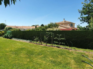 Photo de galerie - Taille de cyprès de leyland 