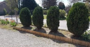 Photo de galerie - Taille de haies et d'arbustes