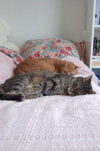 Photo de galerie - Garde chat