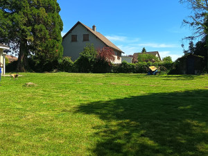 Photo de galerie - Tonte de pelouse 