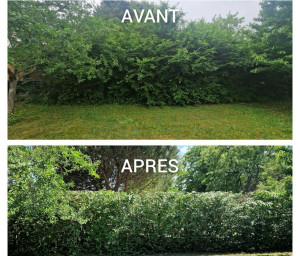Photo de galerie - Taille de haie et évacuation des déchets 