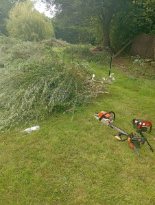 Photo de galerie - Elagage et coupe d'arbres