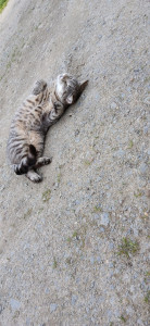 Photo de galerie - Notre petite Maya, je saurai prendre soin de vos animaux comme si c'était la mienne. 