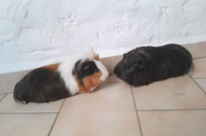 Photo de galerie - Visites cochons d'Inde 