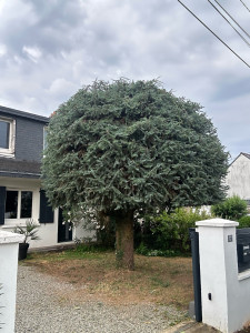 Photo de galerie - Elagage et coupe d'arbres