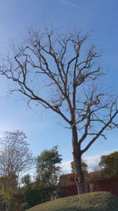 Photo de galerie - élagage 