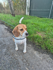 Photo de galerie - Tokyo, petite femelle beagle en pension à la maison.