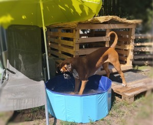 Photo de galerie - Garde animaux