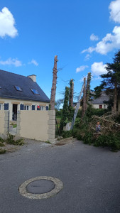 Photo de galerie - Coupe arbre ?