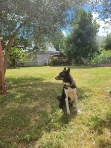 Photo de galerie - Voici le grand jardin dans lequel votre chien pourra gambader entre 2 balades !