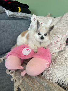 Photo de galerie - Garde animaux