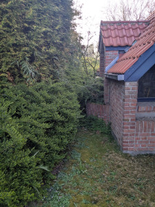 Photo de galerie - Taille de haies et d'arbustes