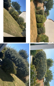 Photo de galerie - ? Avant / Après – Remise en beauté du jardin ? Taille et mise en forme des arbustes, entretien soigné et nettoyage du terrain pour un extérieur propre et agréable. ?? Les Jardiniers de Saison – Travail soigné, propre et de qualité