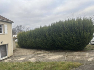 Photo de galerie - Taille de haies et d'arbustes