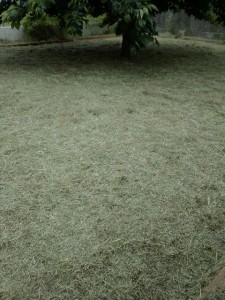 Photo de galerie - Débroussaillage, taillage de haies, arbres, palmiers...
Élagage, évacuation des végétaux etc