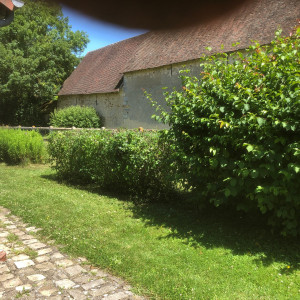 Photo de galerie - Elagage et coupe d'arbres