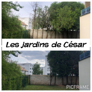 Photo de galerie - Abattage de thuyas mort 