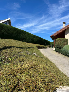 Photo de galerie - Taille des haies et arbustes annuelle.