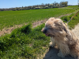 Photo de galerie - Garde Chien