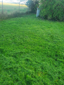 Photo de galerie - Tonte de pelouse - Débroussaillage