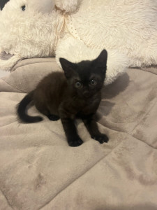 Photo de galerie - Voici bagheera un petit chaton que je garder tout les week end 