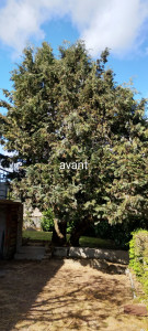 Photo de galerie - Abattage d'un arbre 