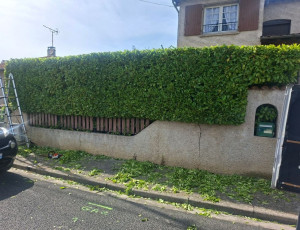Photo de galerie - Taille de haie